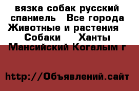 вязка собак русский спаниель - Все города Животные и растения » Собаки   . Ханты-Мансийский,Когалым г.